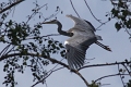 Heron cendre-05